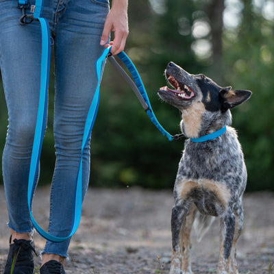 Woman and her medium dog with a multifunctional blue Nuvuq leash held at the handle