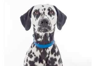 Dalmatien dog with Nuvuq blue medium collar
