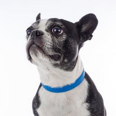 Boston Terrier wearing blue collar