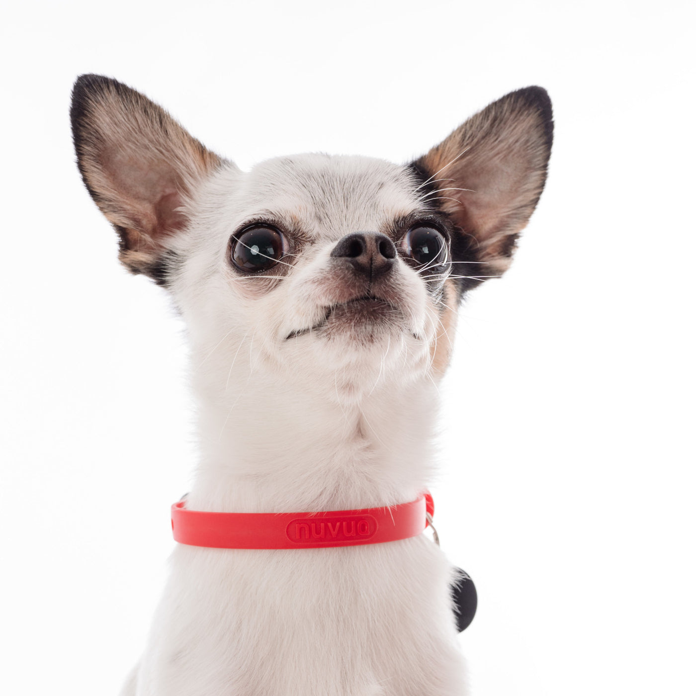 NUVUQ Mini - Lightweight Dog Collar - Tomato Red