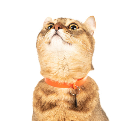 American curl cat wearing orange collar with air tag