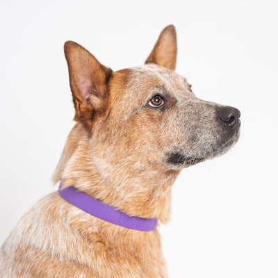 Large dog wearing purple collar