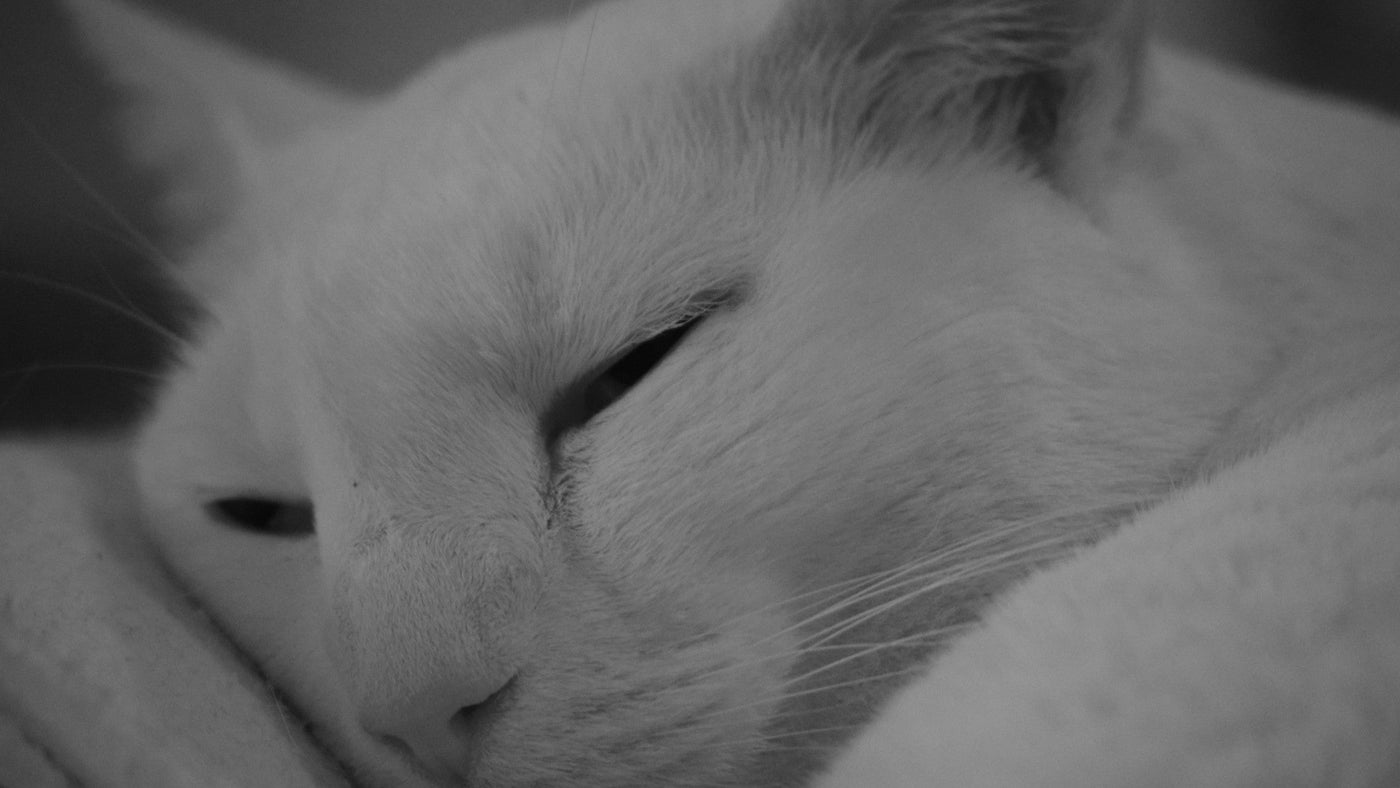 White Cat Slepping