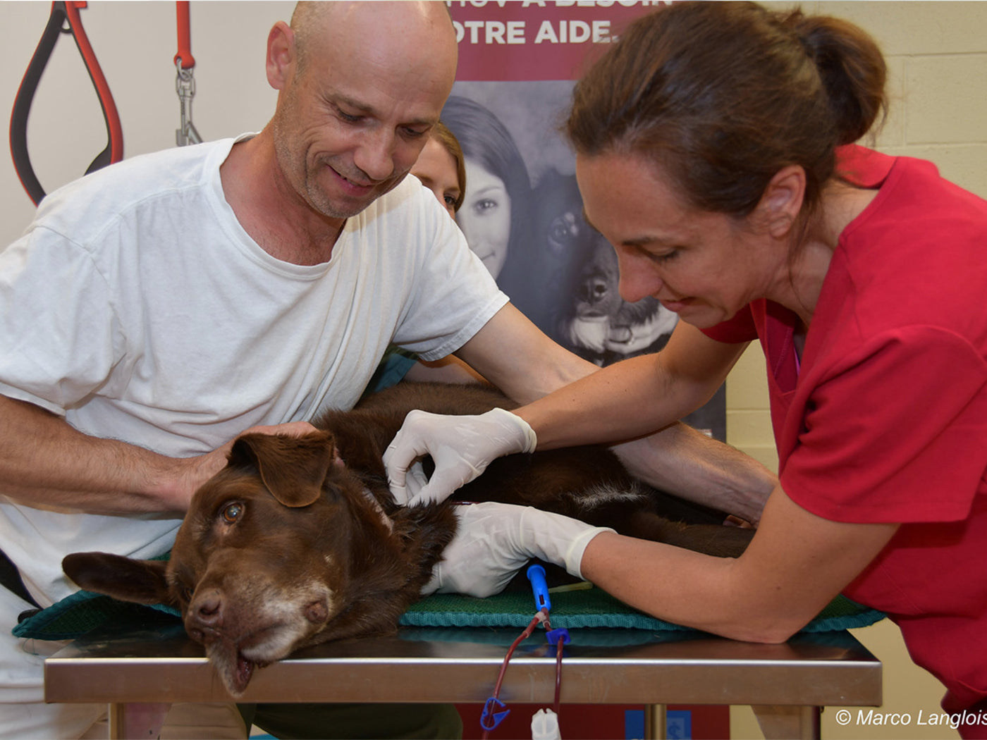 CHUV Dog blood donation with his master 