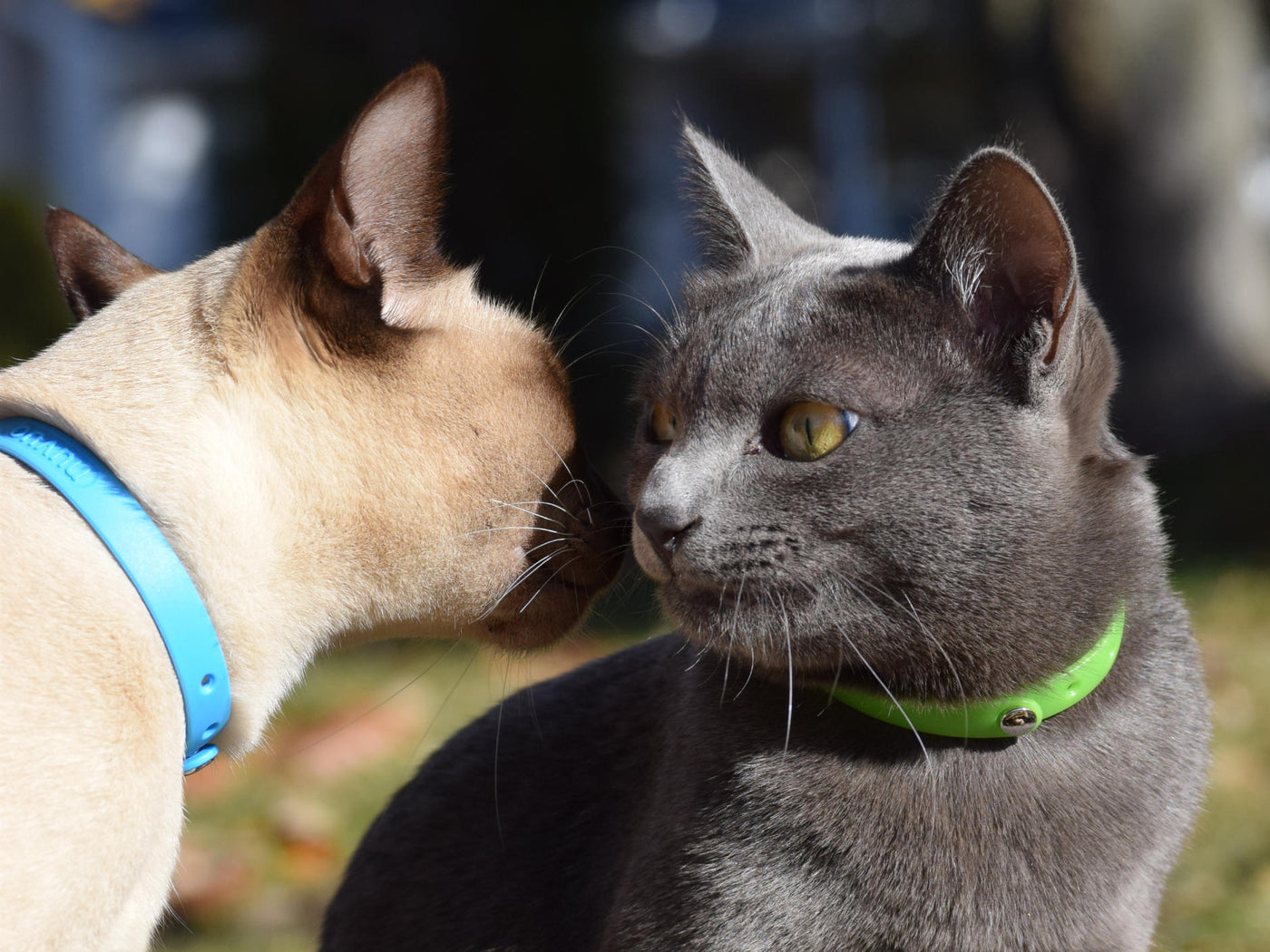 Tonkinese and Korat cats playing together 