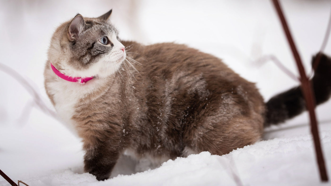 Gray and white cat lying in wait in the snow 