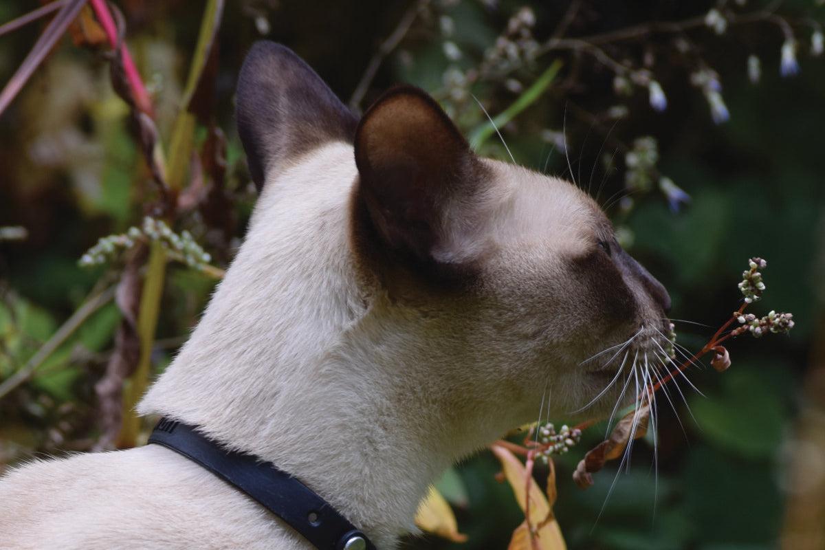 Small Cat Smelling a Plant