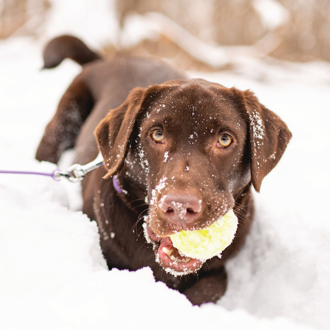 Brown Labrador dog playing in the snow