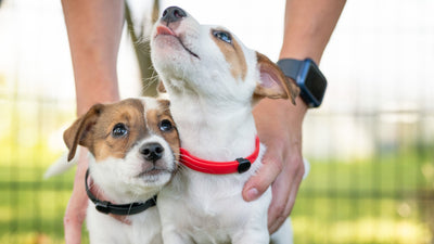 Prendre soin de son animal de compagnie tout au long de l'année