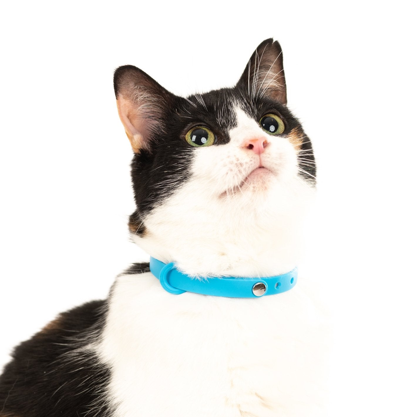 Cat – Nuvuq
