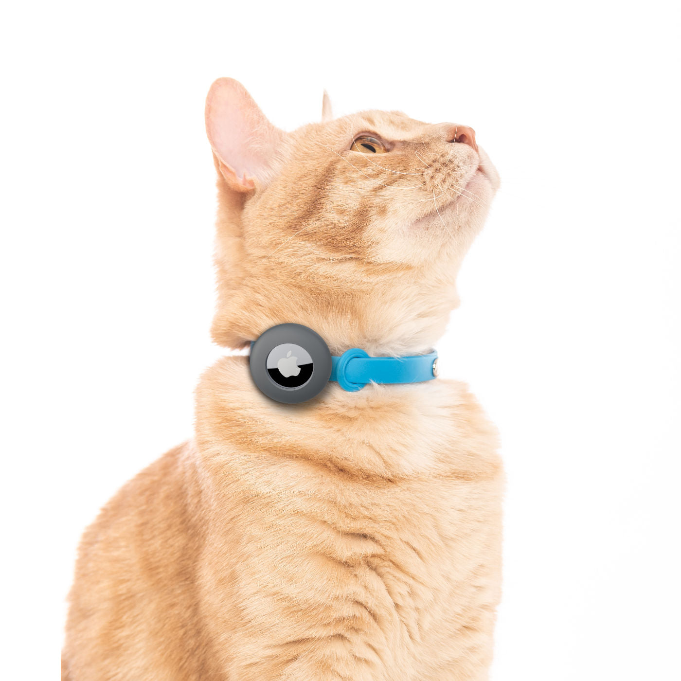 Blue Nuvuq Cat Collar on Cat With AirTag