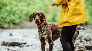 German Short-haired Pointer with a orange Bond collar playing in a river