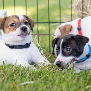Puppies wearing Mini Nuvuq hypoallergenic collars