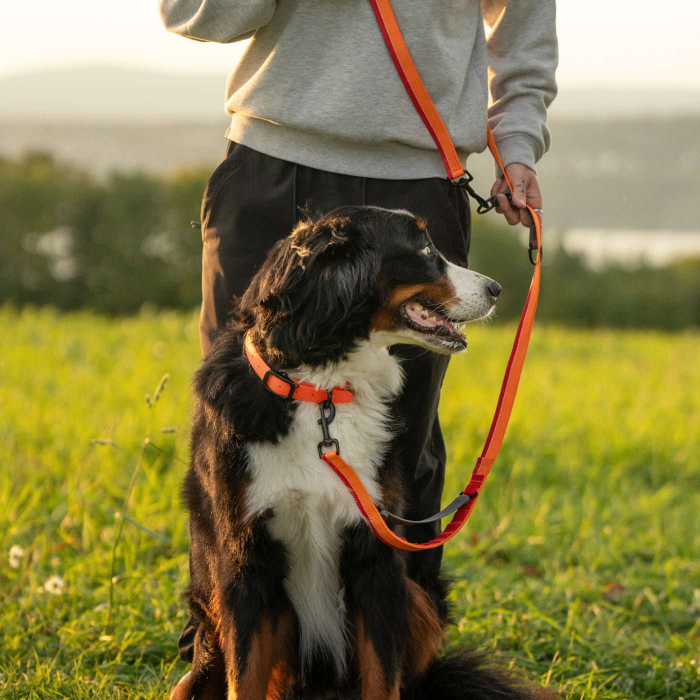 Medium dog tied with an easily adjustable multifunctional orange Nuvuq leash worn on the shoulder