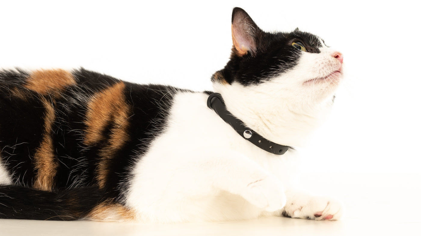 Cat wearing black breakaway collar