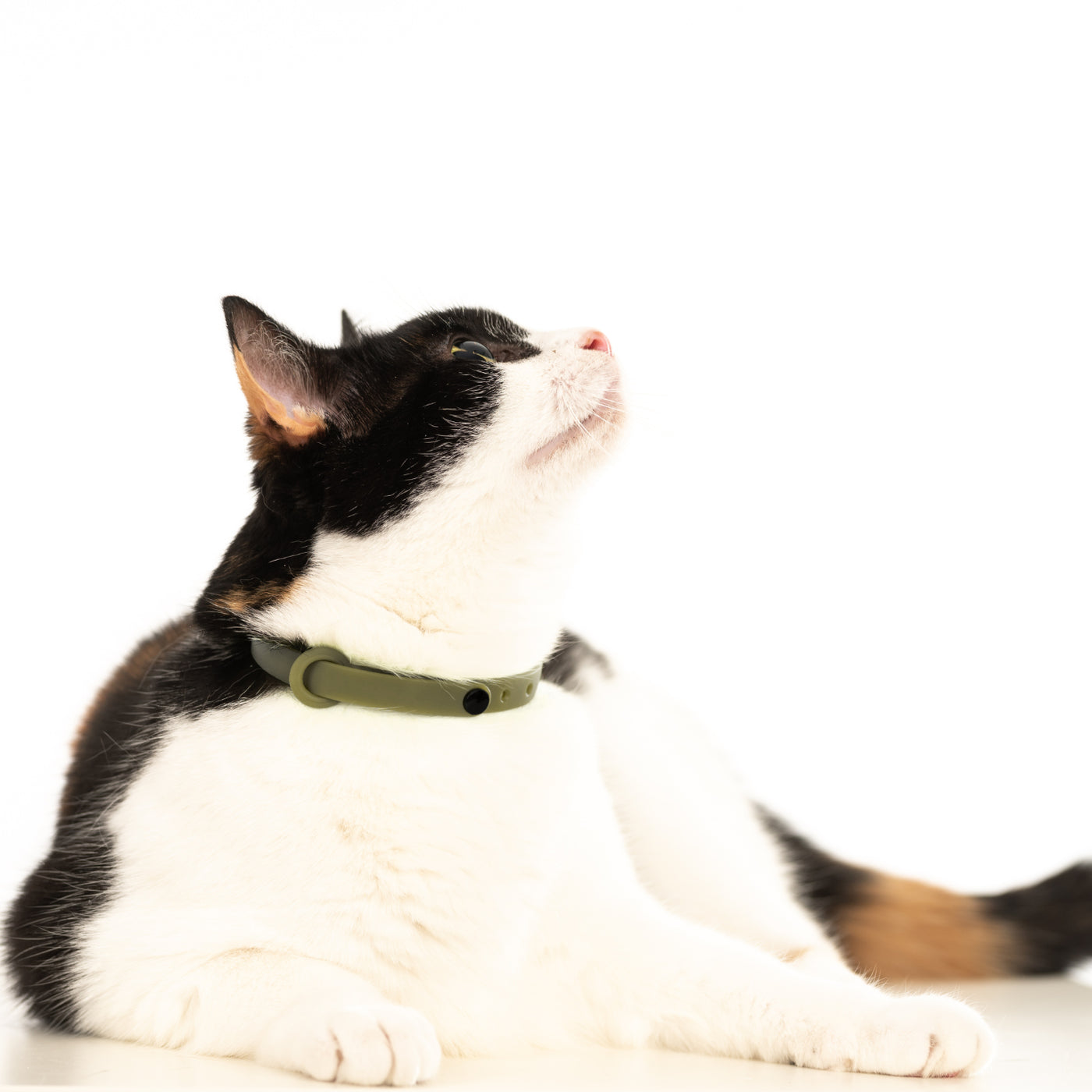 Breakaway Green Cat Collars