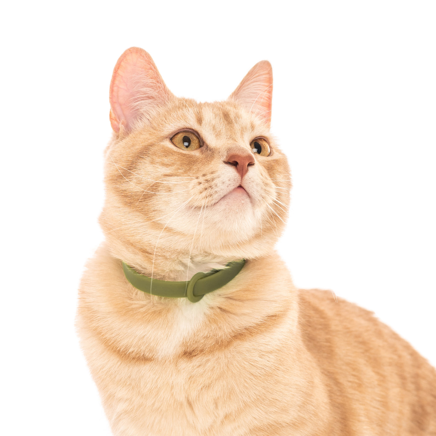 Cat collars Khaki