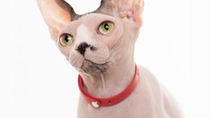 A hairless Sphynx with Nuvuq Soft and Light Breakaway Cat Collar