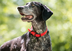 Dog wearing a red collar