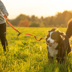 A woman and her dog in a field with Nuvuq Multifunctional Orange Leash 