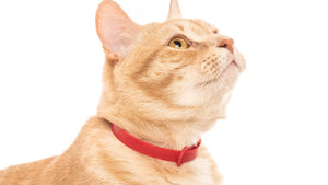 Cat wearing red collar