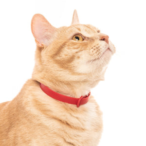 Cat wearing red collar