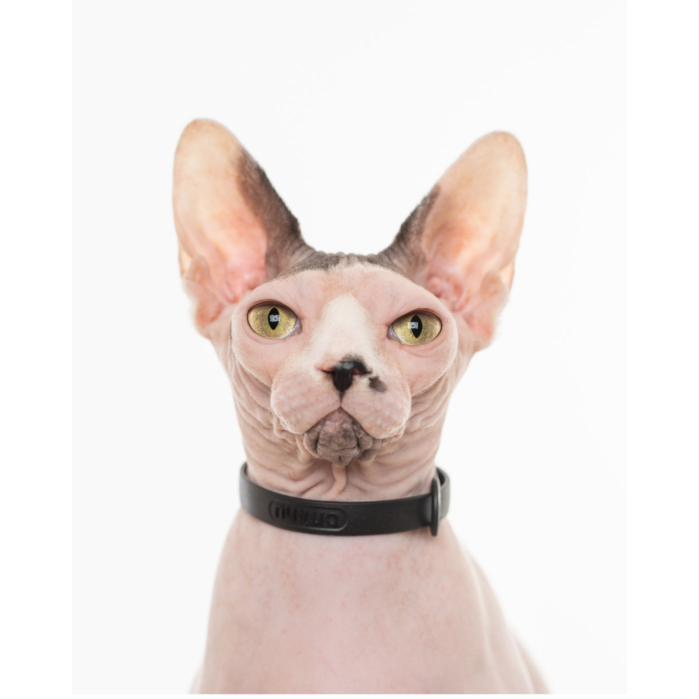 Sphynx With Nuvuq Cat Collar Black