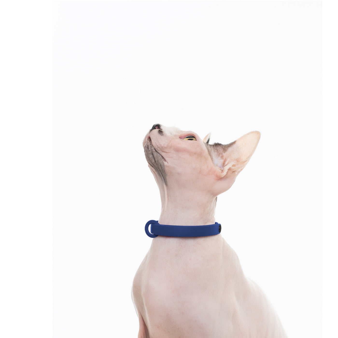 Collier pour chat détachable - Collier de sécurité doux, confortable et léger avec boucle pour médaille de Nuvuq, ajustable de 17.5 cm to 26 cm (6 ⅞" à 10 ¼"), Bleu Marine Mûre