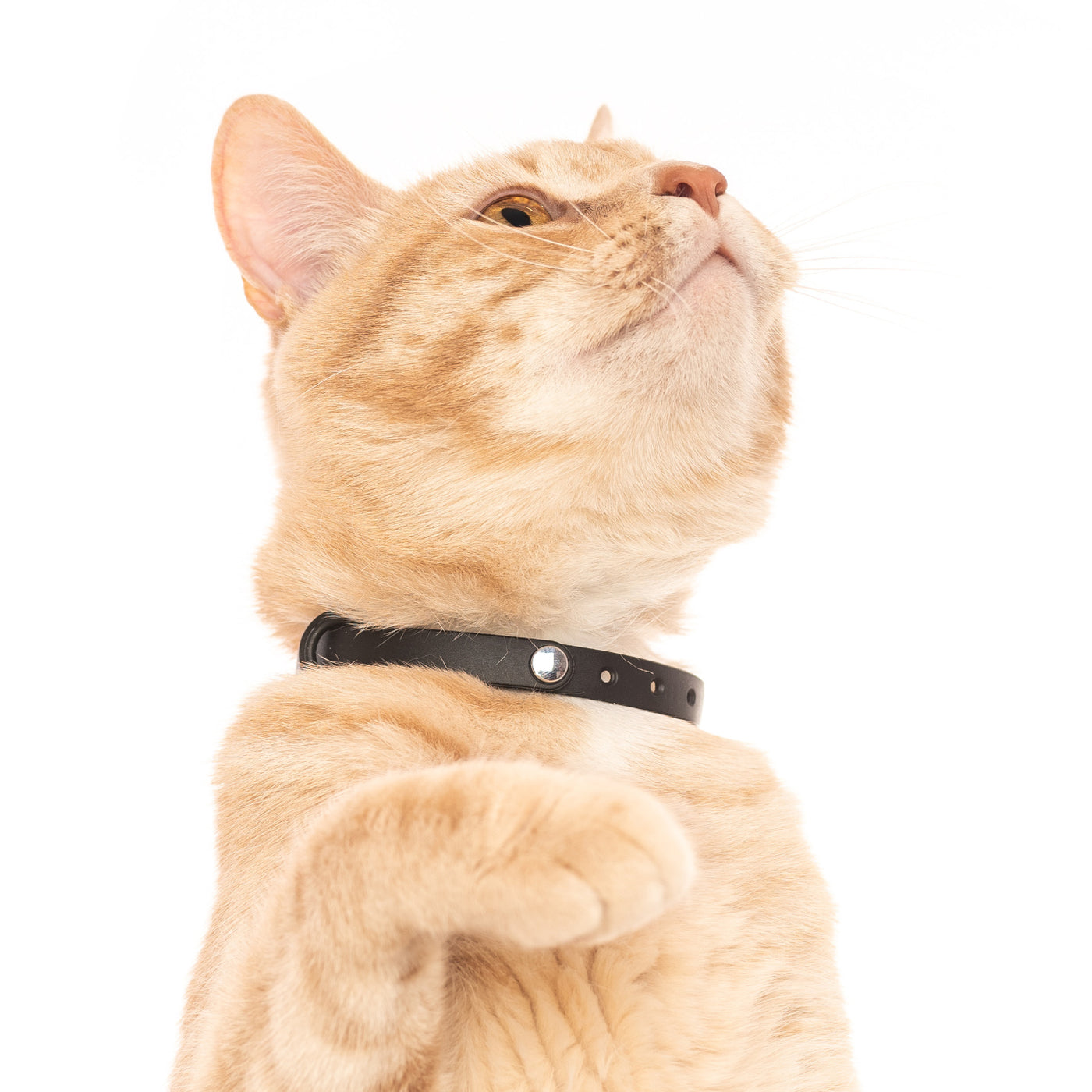 NUVUQ - Comfortable Cat Collar - Pack of 3 (Pink, Blue and Black)