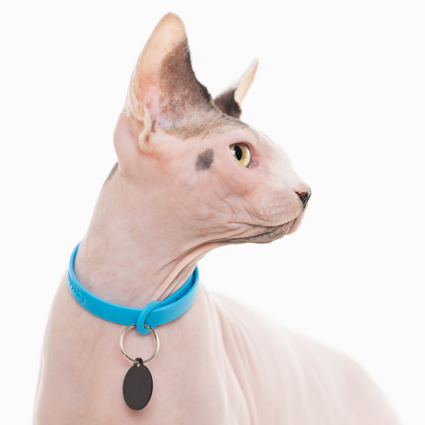 Sphynx cat wearing blue collar