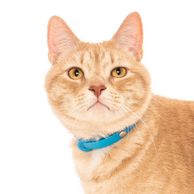 Tabby cat wearing blue collar