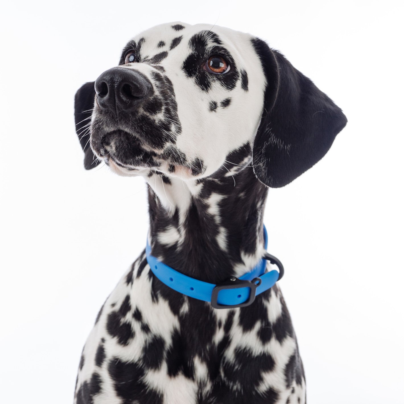 NUVUQ - Waterproof and Lightweight Dog Collar - Blueberry Blue – Nuvuq