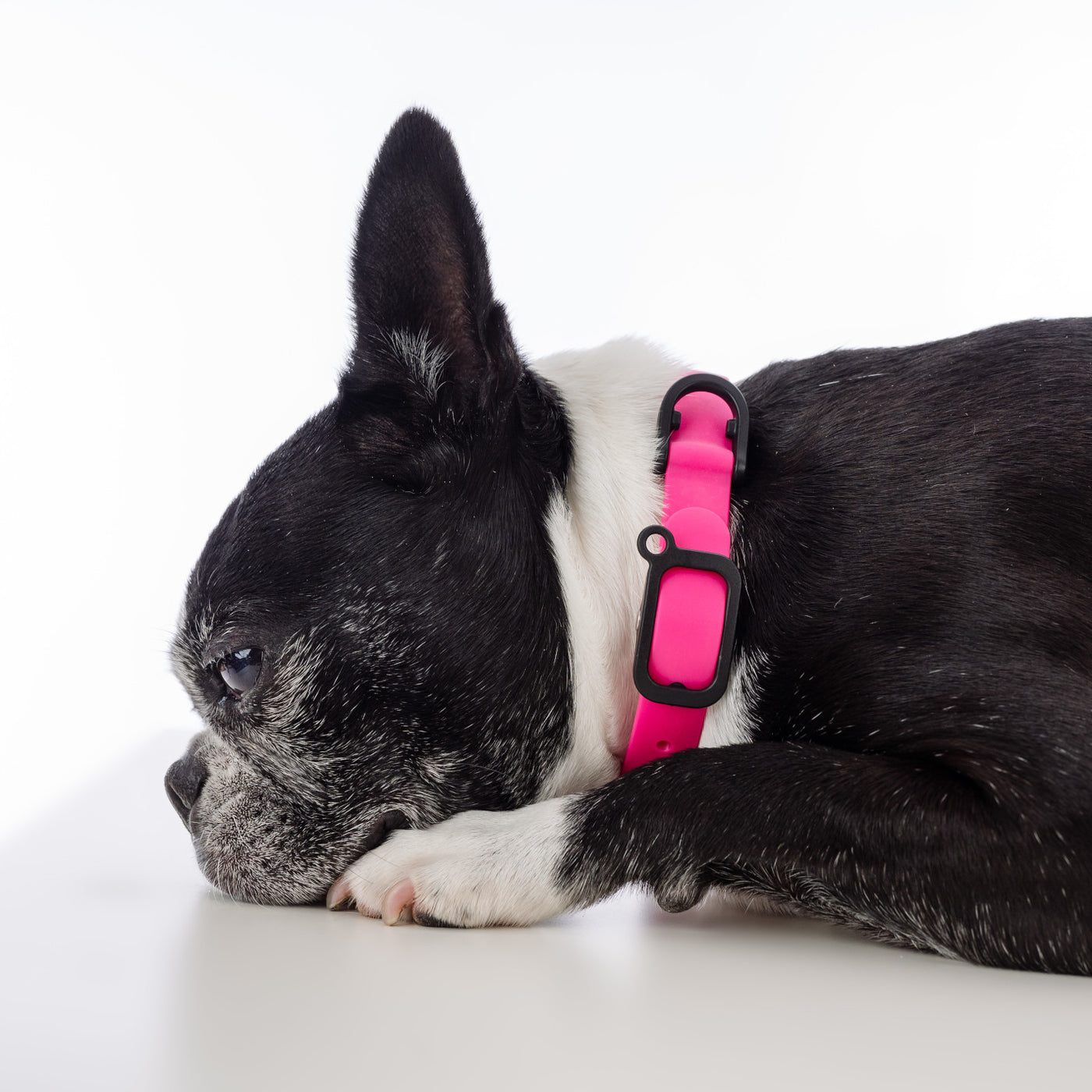 Boston Terrier wearing pink collar