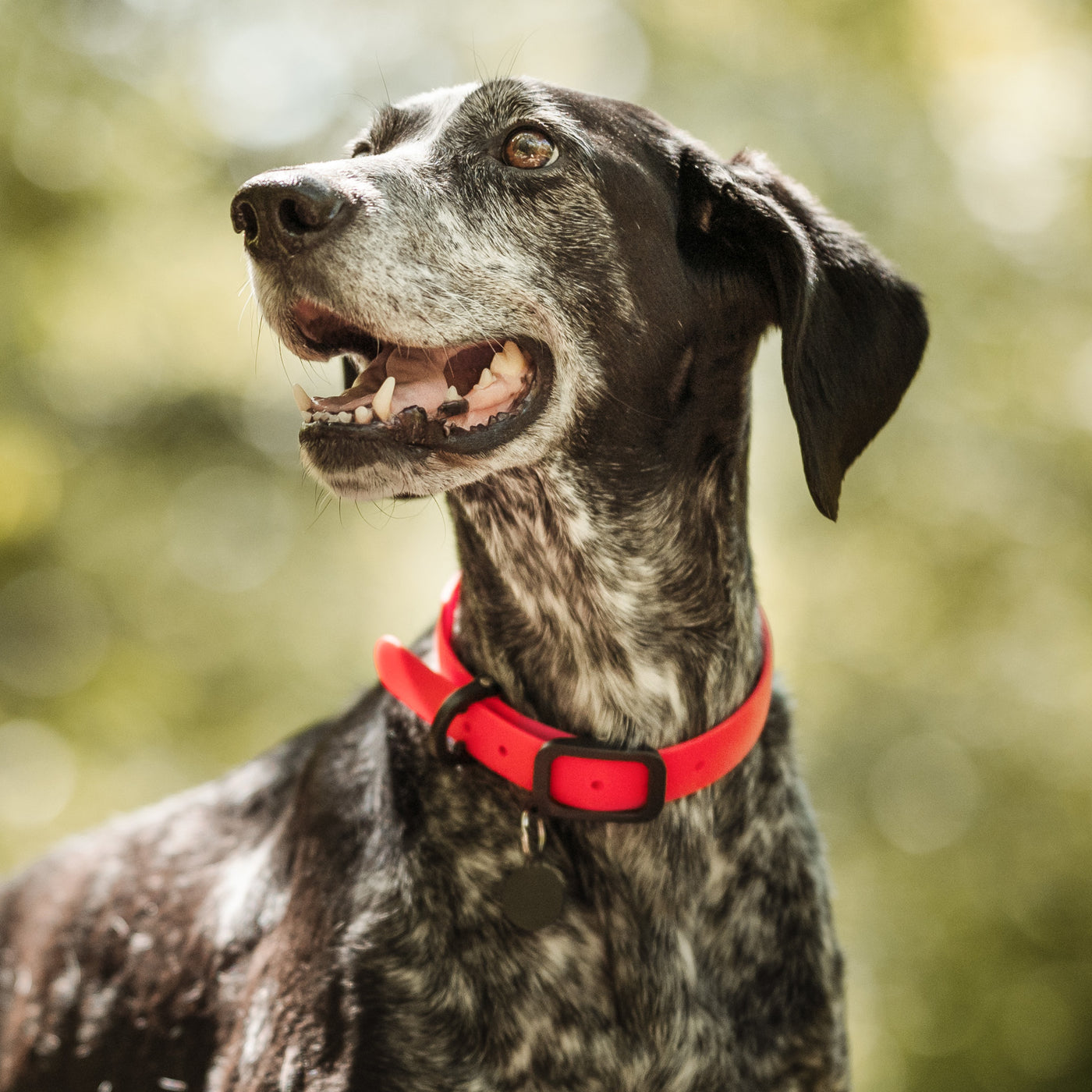 NUVUQ - Waterproof and Lightweight Dog Collar - Tomato Red