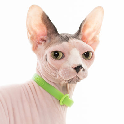 Sphynx cat wearing green collar