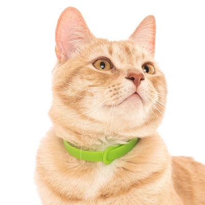 Tabby cat wearing green collar