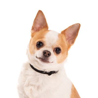 Chihuahua wearing black collar