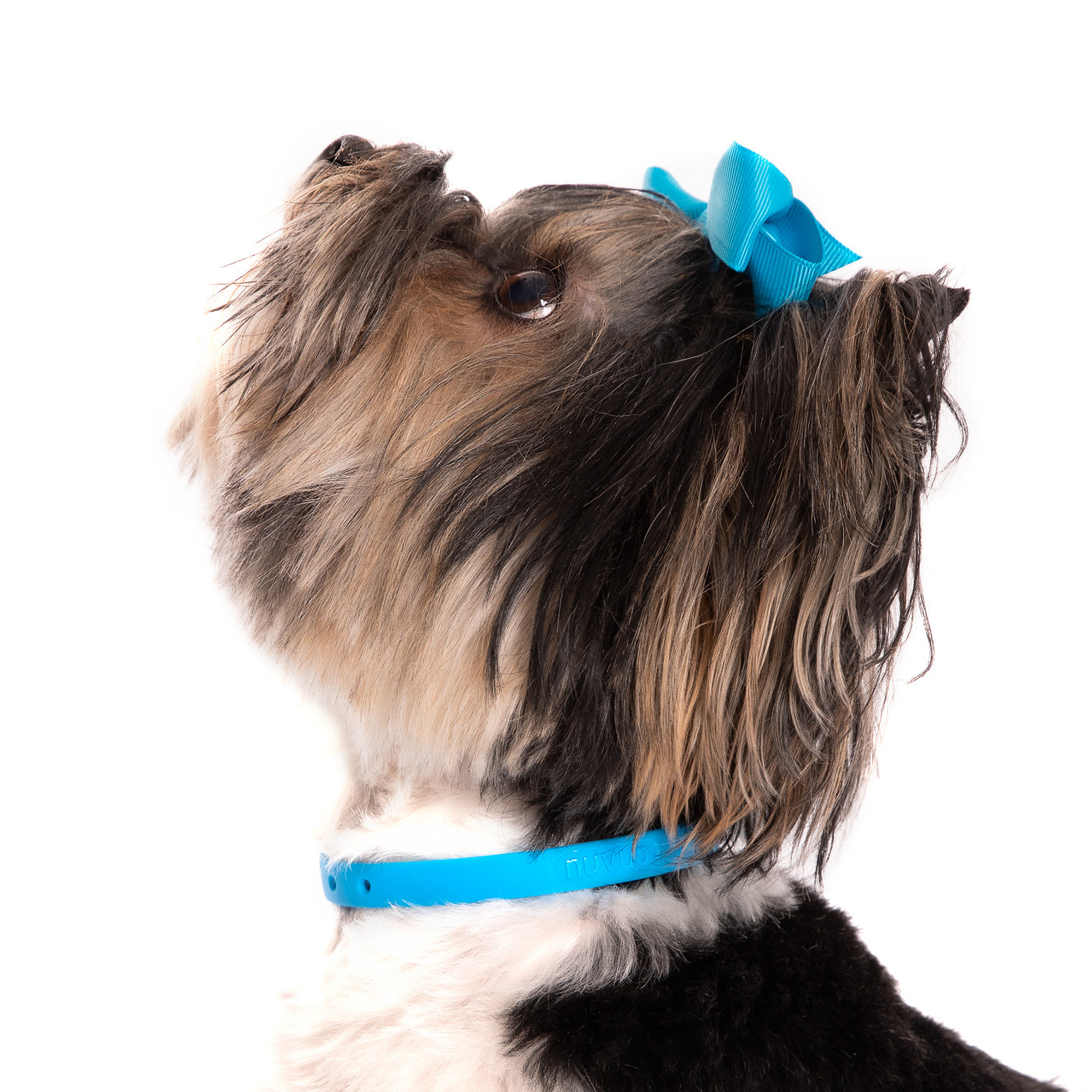 Yorkshire small dog with Nuvuq Mini blue collar and fabric bow