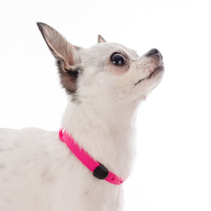Chihuahua wearing pink collar