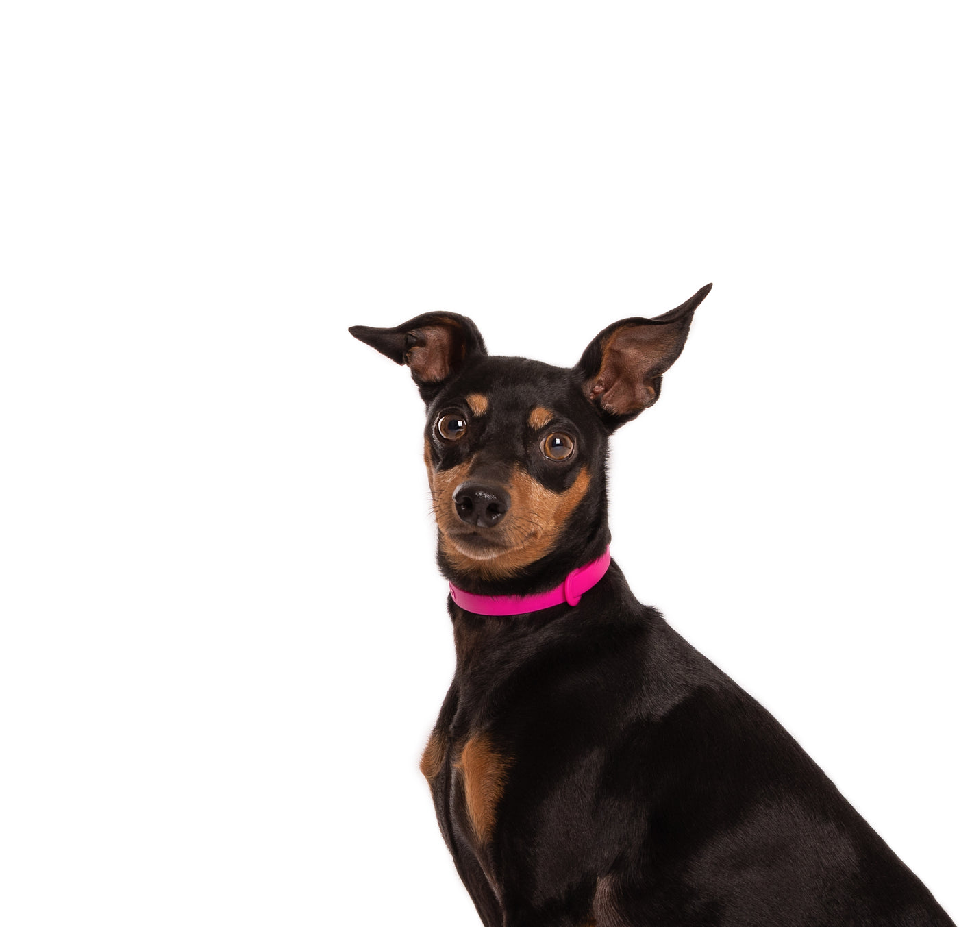 NUVUQ Mini - Collier ultraléger pour chien - Rose framboise
