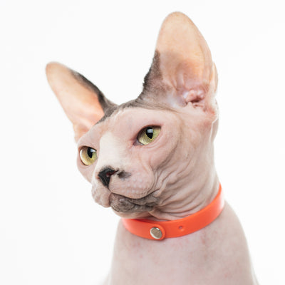 Sphynx cat wearing orange collar