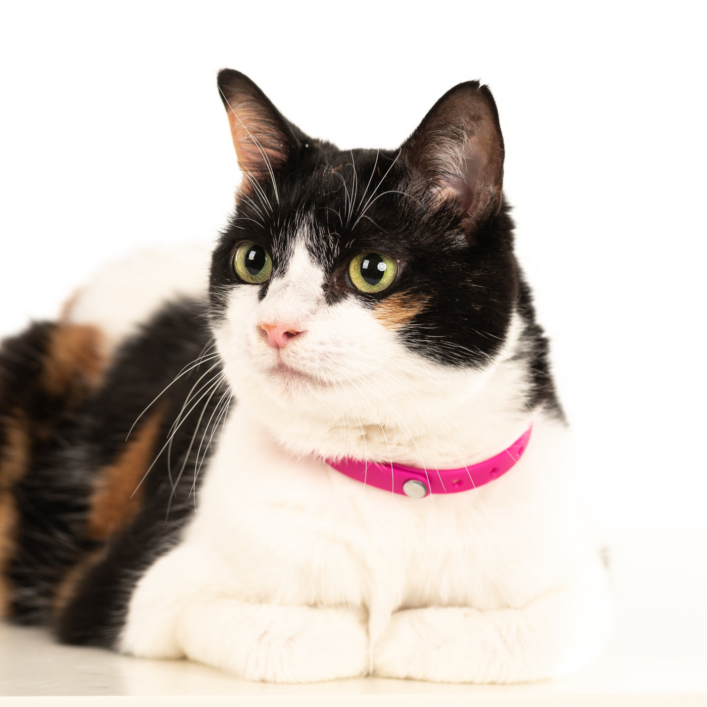 Mixed breed cat wearing pink collar