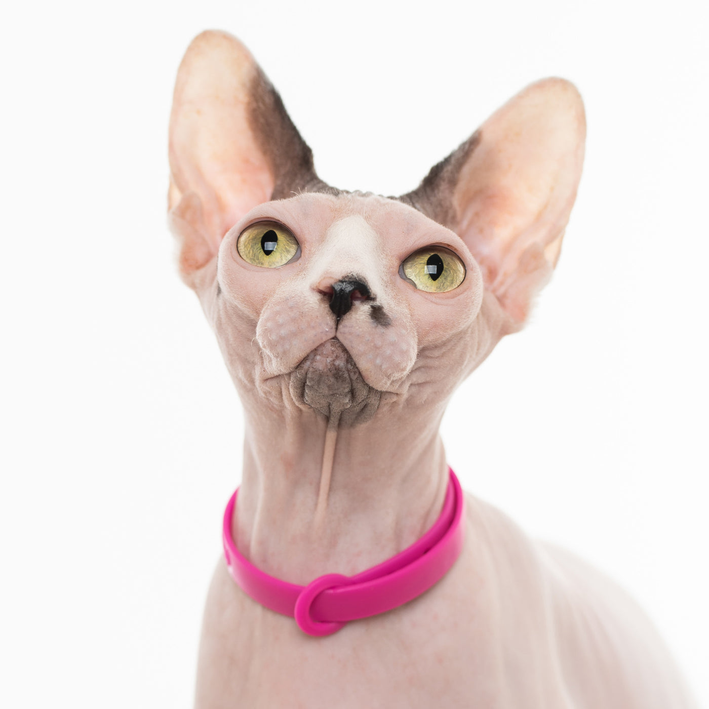 Sphynx cat wearing pink collar