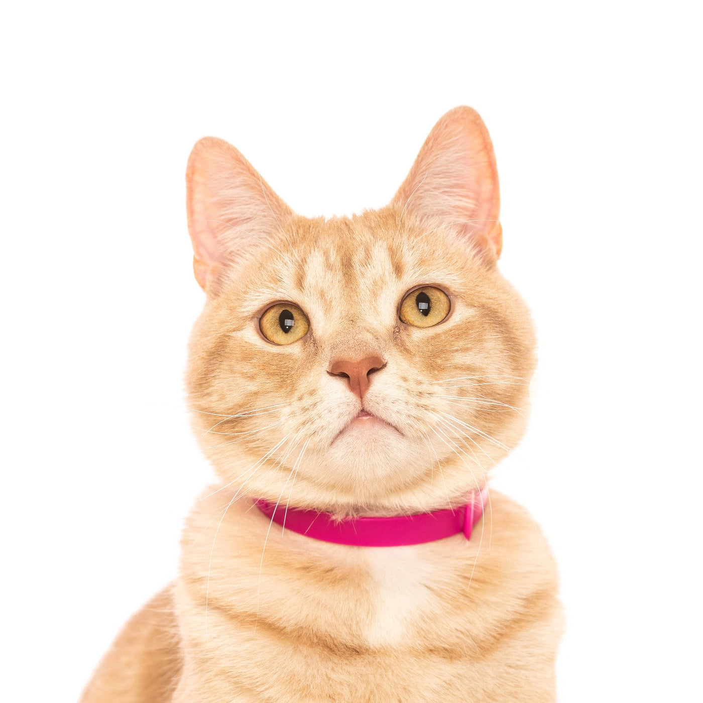 NUVUQ - Comfortable Cat Collar - Pack of 5 (Pink, Blue, Black, Red and Orange)