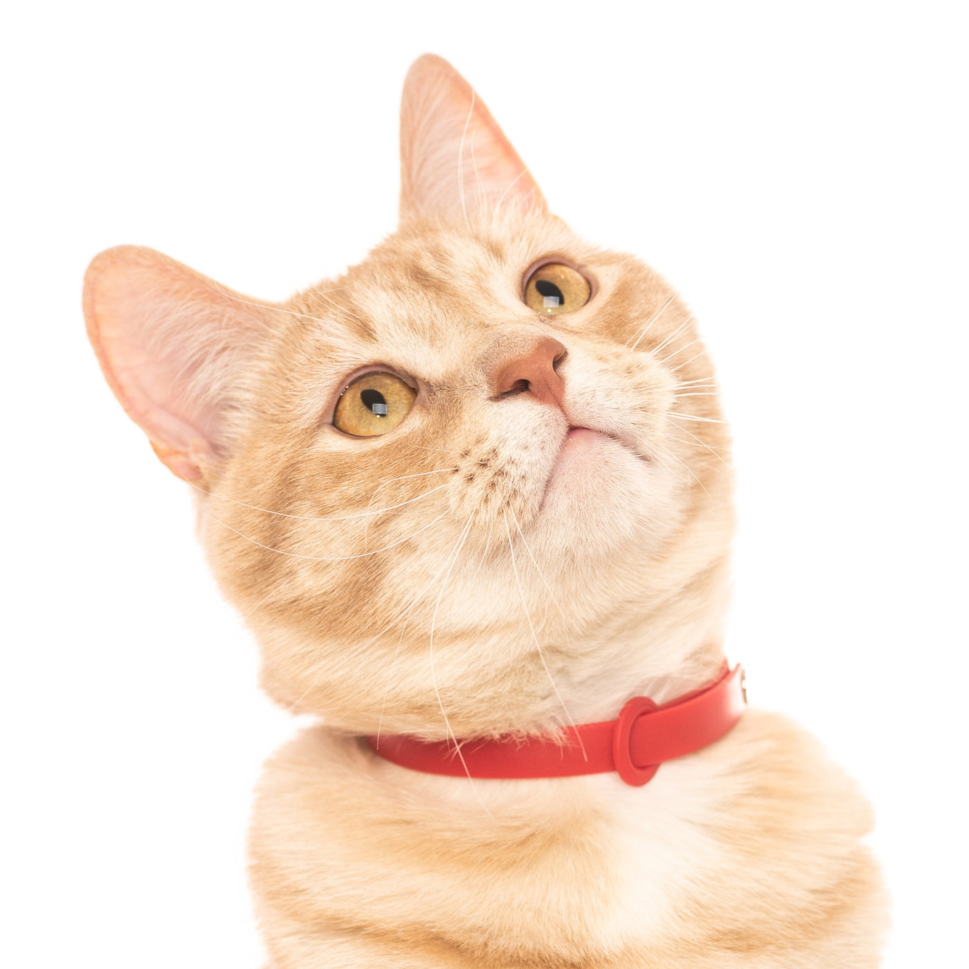 Tabby cat wearing a red collar