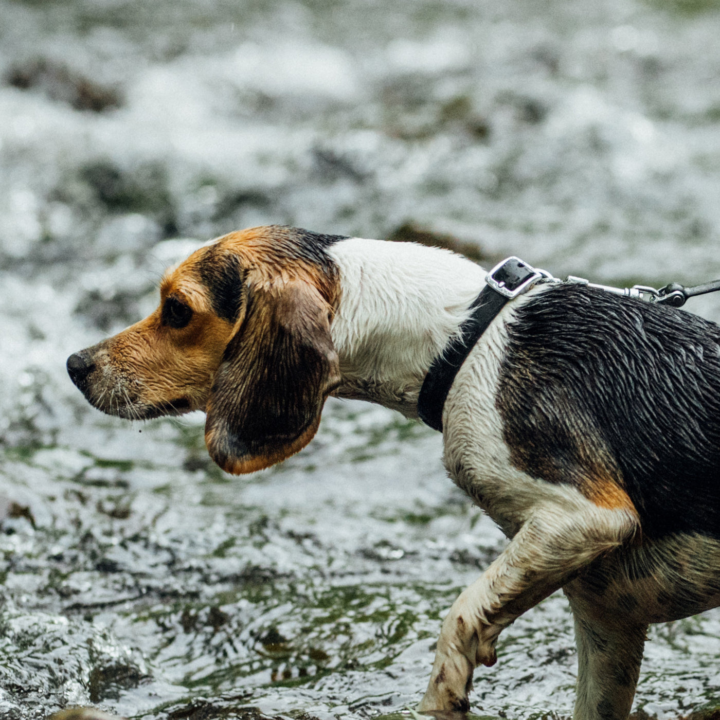 BOND - Waterproof Dog Collar - Black Pepper