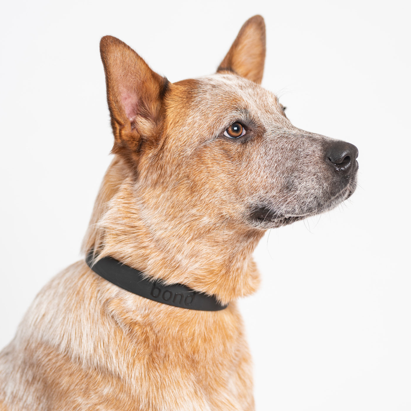 Mixed breed dog posing with black collar