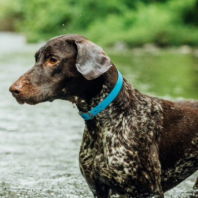 German shorthaired pointer playing in water