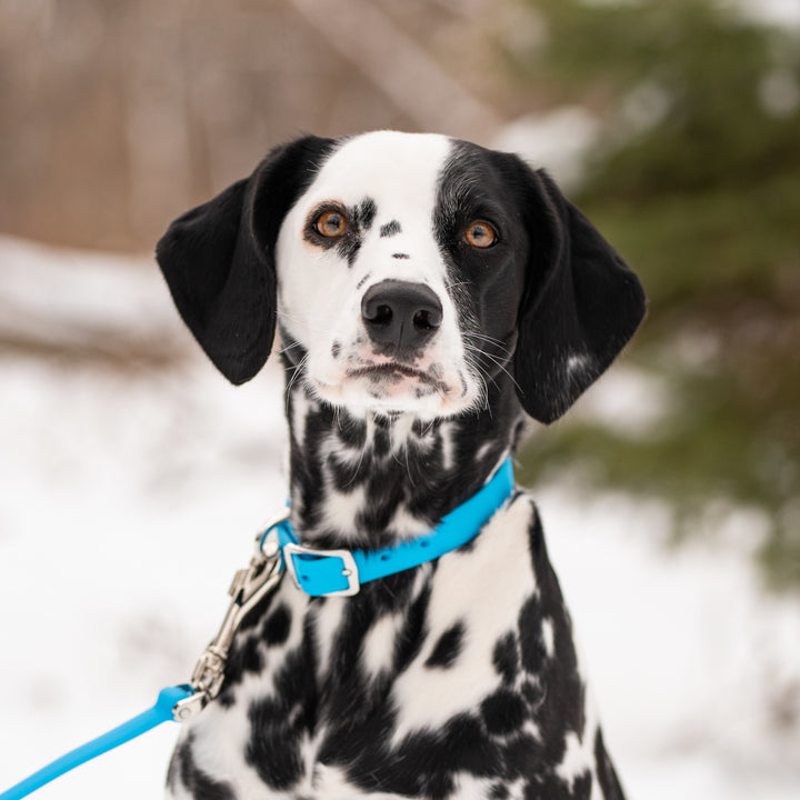 BOND Waterproof Dog Collar Blueberry Blue Nuvuq