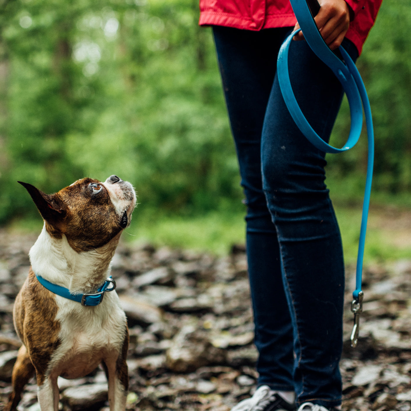 French bulldog looking at woman holding blue dog leash